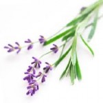 lavender DIY fabric softener