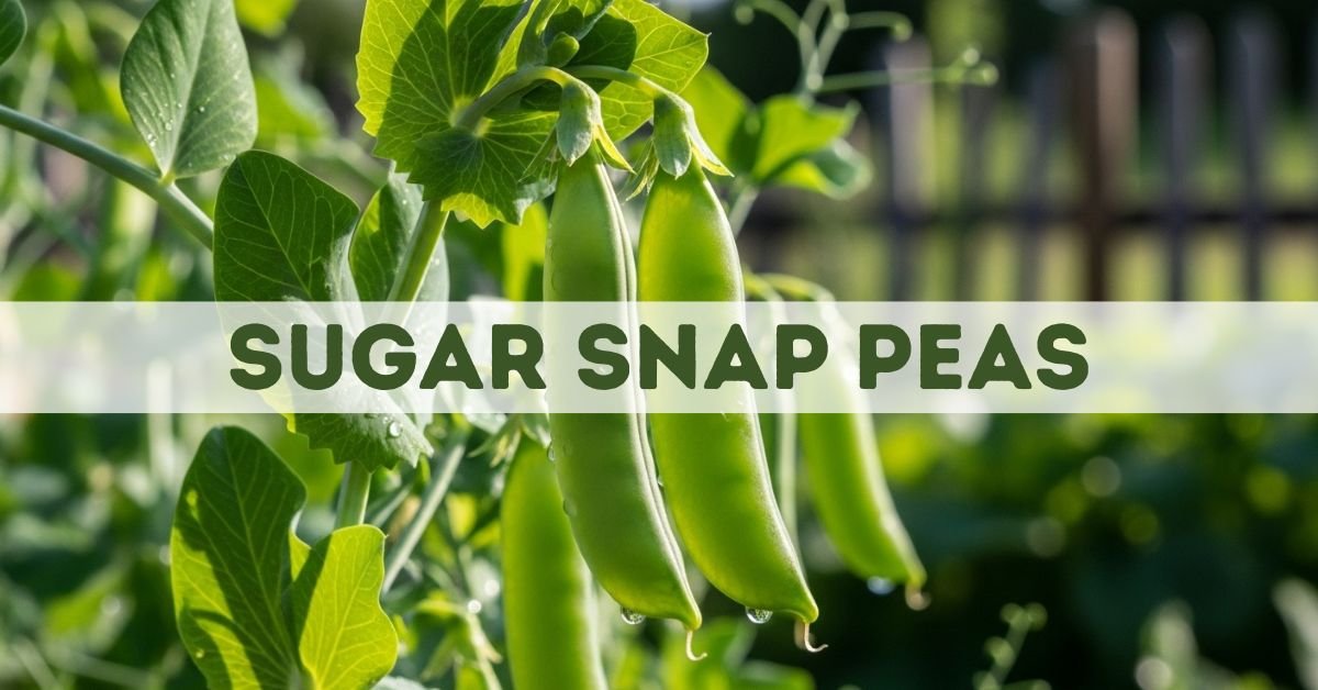 sugar snap peas